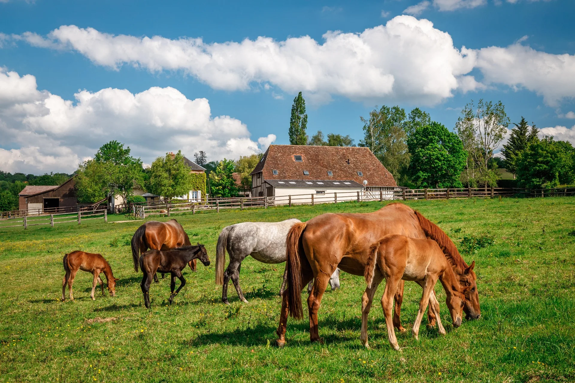 Chevaux_pur-sang_dans_un_pre_du_pays_d_Auge_-_Valentin_Pacaut_-_The_Explorers-calvados