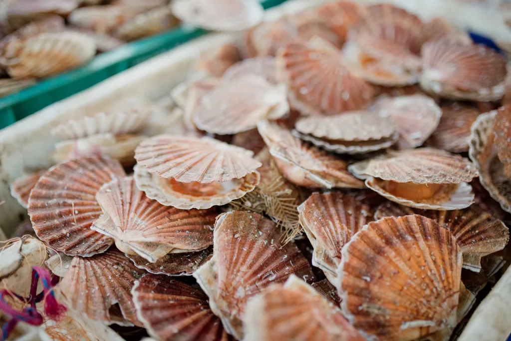 Marche_du_Neubourg__coquilles_Saint-Jaques_-_Marie-Anais_Thierry-agroalimentaire