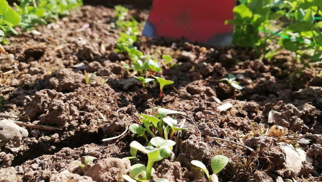 « On Va Semer » : de l’ordinateur à la brouette, le parcours étonnant de Delphine Breuil