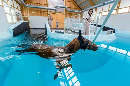 Filière équine : la Normandie, terre d’excellence du cheval