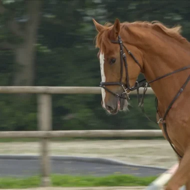 la-terre-des-chevaux-attire-des-cavaliers-internationaux