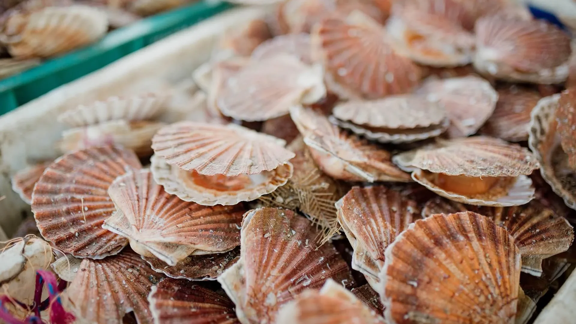 Marche_du_Neubourg__coquilles_Saint-Jacques