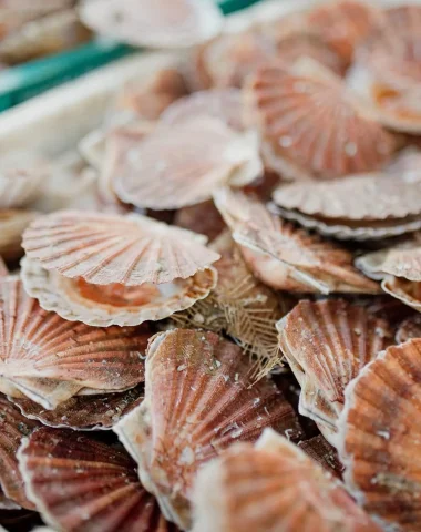 Marche_du_Neubourg__coquilles_Saint-Jacques