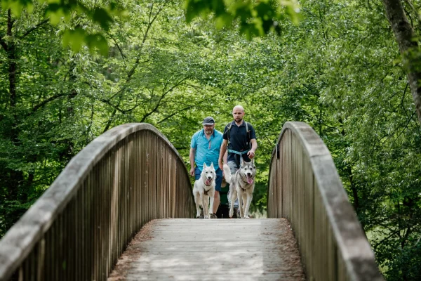 Cani-rando_au_depart_de_Saint-Ceneri Orne